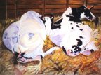 Two Cows Resting